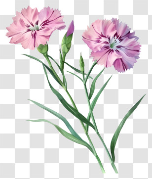 Detailed Illustrations - Delicate Pink Carnation Flowers Transparent PNG