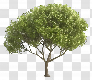 Animated Tree - Green Leafy Tree Illustration Transparent PNG