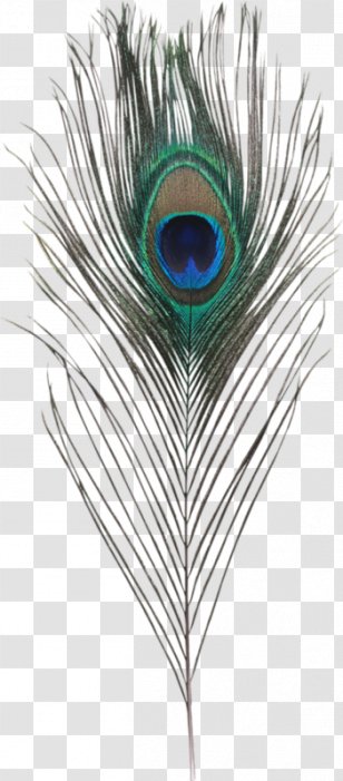 peacock feather png images transparent peacock feather images peacock feather png images transparent