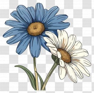 Daisy Flower - Blue And White Daisies Illustration Transparent PNG