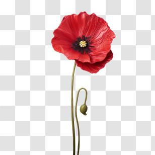 Poppy Flower - Red Poppy Flower With Detailed Petals Transparent PNG