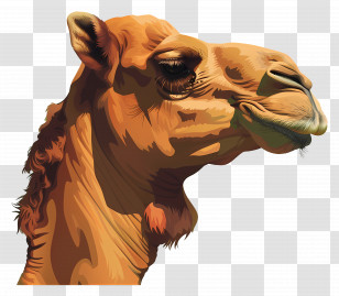 Camel - Desert Camel Illustration Transparent PNG