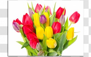 Tulip Lossless Compression Flower - Installation Transparent PNG