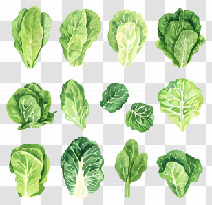 Lettuce - Fresh Green Lettuce Leaves Variety Transparent PNG