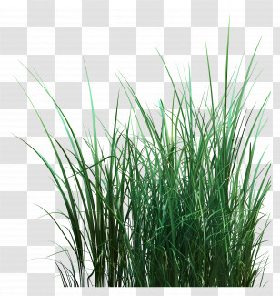 Grass Plant - Lush Green Grass For Outdoor Spaces Transparent PNG