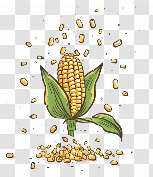 Sweet Corn - Corn With Kernels Illustration Transparent PNG