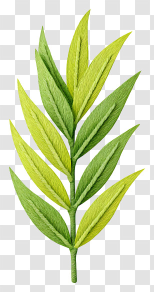 Palm Branch Lulav - Green Leaf Illustration Transparent PNG