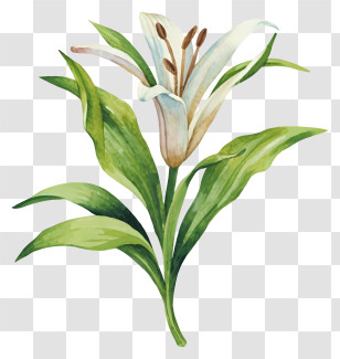 Watercolor Painting - Watercolor Lily Stem With Flowers Transparent PNG