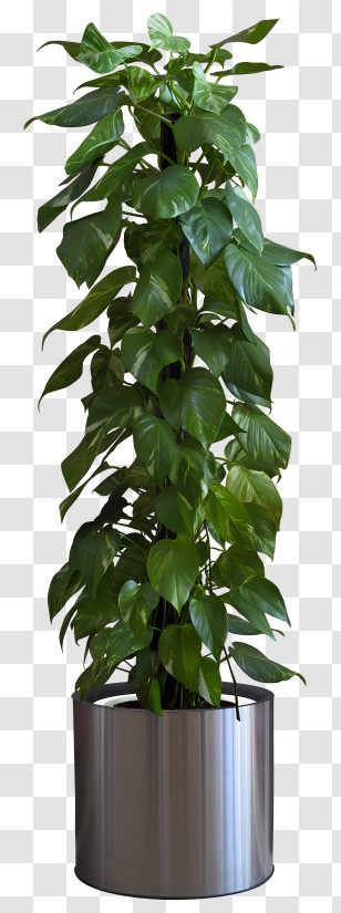 Potted Plants - Indoor Pothos Plant In Modern Pot Transparent PNG