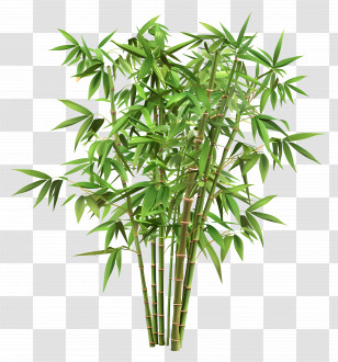 Bamboo Plant - Green Bamboo Plant With Leaves Transparent PNG