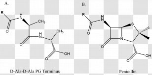 DD-transpeptidase Penicillin Binding Proteins Alanine Î²-lactam Antibiotic - Monochrome - Symmetry Transparent PNG