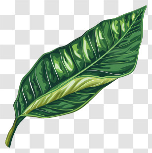Mango Leaf - Green Leaf Botanical Illustration Transparent PNG