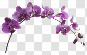 Orchid Flower - Delicate Purple Orchid Branch Transparent PNG