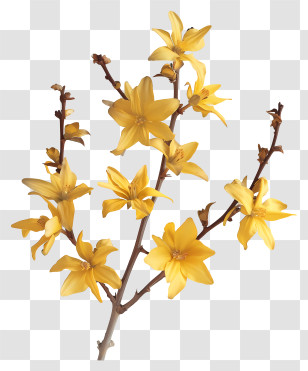 Forsythia Flower - Yellow Forsythia Flowers On Branch Transparent PNG