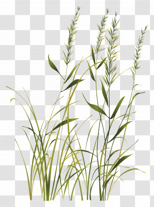 Grass - Illustration Of Tall Green Grass Transparent PNG