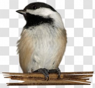 Bird American Sparrows Passerine Matte Painting Feather - Emberizidae Transparent PNG
