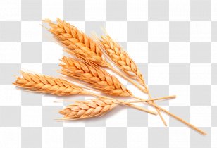 Emmer Breakfast Cereal Pasta Spelt Transparent PNG