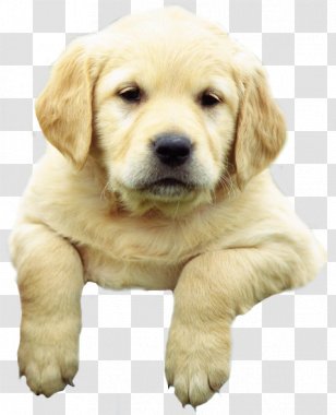 Labrador Retriever German Shepherd Golden Dobermann Puppy - Dog Transparent PNG