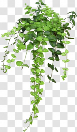 Flowerpot Houseplant Hanging Basket Vine - Flower - Plant Transparent PNG