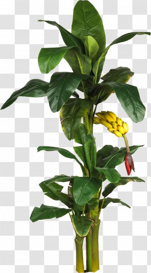 Latundan Banana Tree Plant Leaf - Leaves Transparent PNG