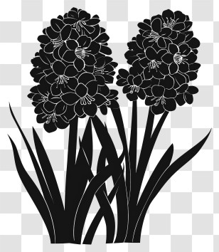 Flowers Silhouette - Black Silhouette Of Hyacinth Flowers Transparent PNG