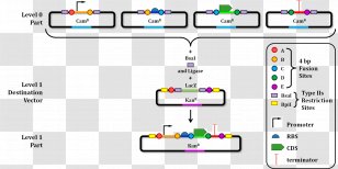 Blueâ€“white Screen Colony DNA Vector Lac Operon Transparent PNG