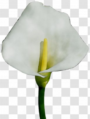 Arum Lilies Water-arum Plants Flower Koala - Cut Flowers - Tulip Transparent PNG