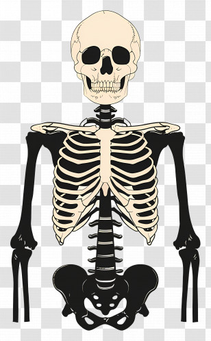 Skeleton - Human Skeleton Front View Transparent PNG