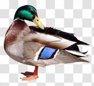 Duck Bird MPEG-4 Part 14 - American Pekin Transparent PNG
