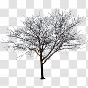 Lucien Parker Impossible Changes Present Paradise Spotify - Shazam - Wood Material Transparent PNG