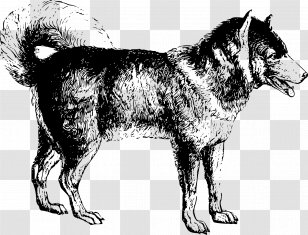 Seppala Siberian Sleddog Husky Greenland Dog Shikoku Norwegian Elkhound Transparent PNG