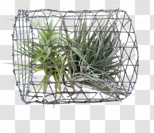 Plant Principle Sustainability Basket Tillandsia - Structure Transparent PNG