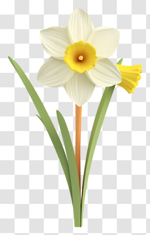 Daffodil - Single Daffodil Flower Illustration Transparent PNG