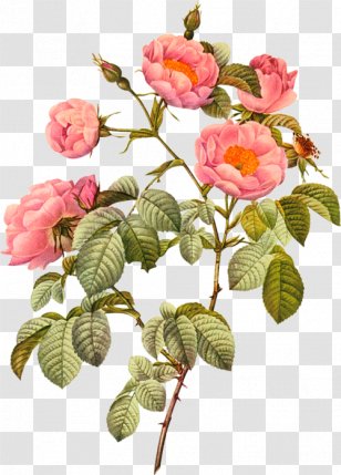 Botanical Illustration Botany Drawing - Painting Transparent PNG