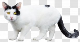 Cat Litter Trays Dog Persian Kitten Food - Animal Figure - White Transparent PNG