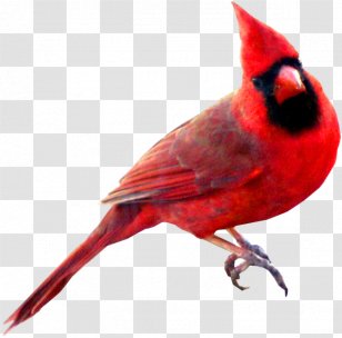 Bird St. Louis Cardinals Northern Cardinal Swallow Symbol - Fauna - Watercolor Animals Transparent PNG