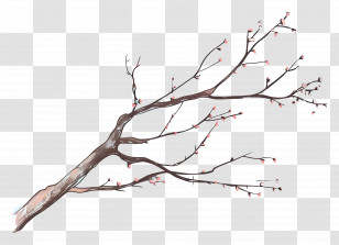 Tree Branch - Branch With Blooming Flowers Illustration Transparent PNG