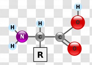Amino Acid Amine Side Chain Protein Primary Structure Transparent PNG
