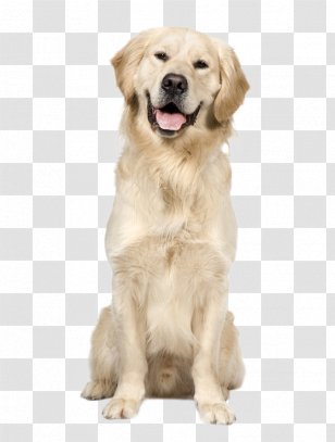 Golden Retriever Labrador Puppy Dog Breed - Hunting Transparent PNG