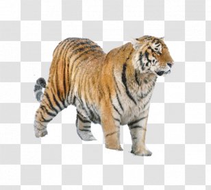 Siberian Tiger Lion Felidae Cat The Amur Tiger: History, Distribution, Population Dynamics, Ecology, And Conservation Strategies - Big Cats Transparent PNG