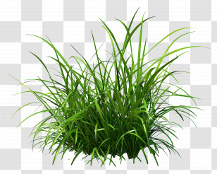 Grass Bush - Lush Green Grass Illustration Transparent PNG