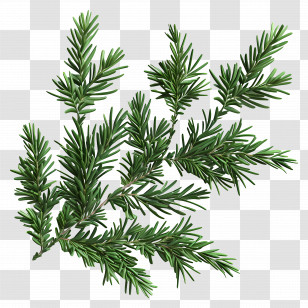 Pine Branches - Green Pine Tree Branch Illustration Transparent PNG