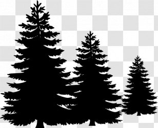 Pine Fir Tree Evergreen Clip Art - Monochrome Photography - Black Forest Cake Transparent PNG