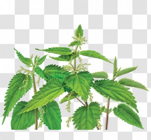 Dietary Supplement Common Nettle Herbalism Health - Disease - Herb Transparent PNG