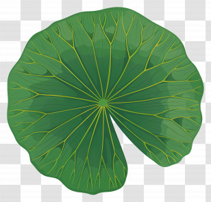 Lotus Leaf - Green Lotus Leaf Illustration Transparent PNG
