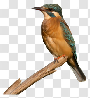 Bird - Bird Perched On A Branch Transparent PNG