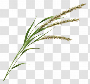 Grass Seed - Golden Wheat Stalks Illustration Transparent PNG