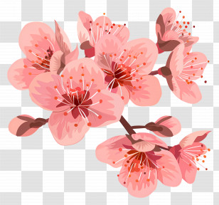 Cherry Blossom - Pink Cherry Blossom Flower Illustration Transparent PNG
