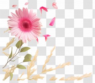 Floral Background - Pink Gerbera Flower With Charming Falling Petals Transparent PNG