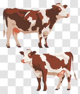 Hereford Cattle - Illustration Of Two Brown And White Cows On A Farm Transparent PNG